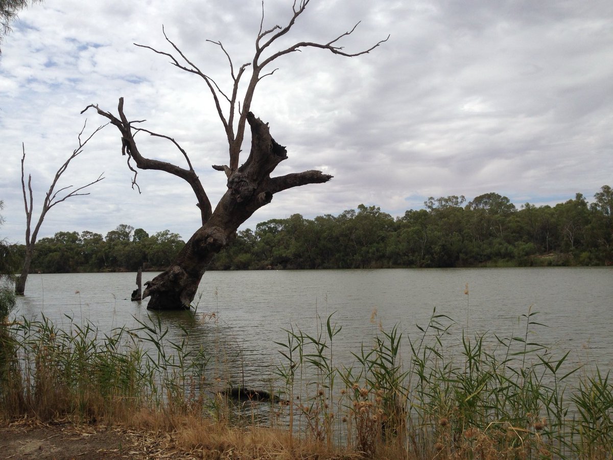 mitzyelliott's tweet photo. #thicktrunktuesday
#RiverMurray https://t.co/NKdn4Hq7xX