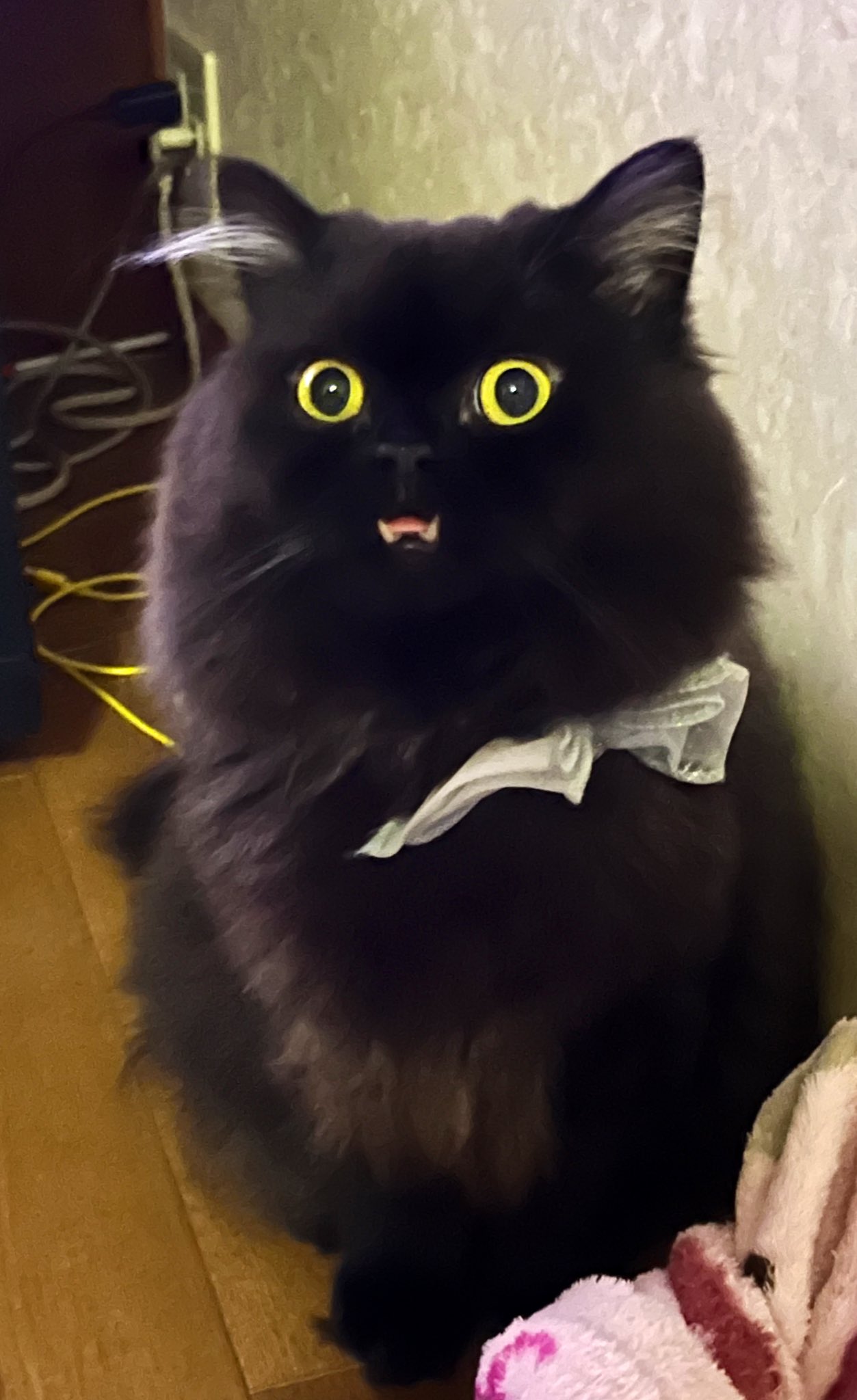 キバねこクロム on X: 