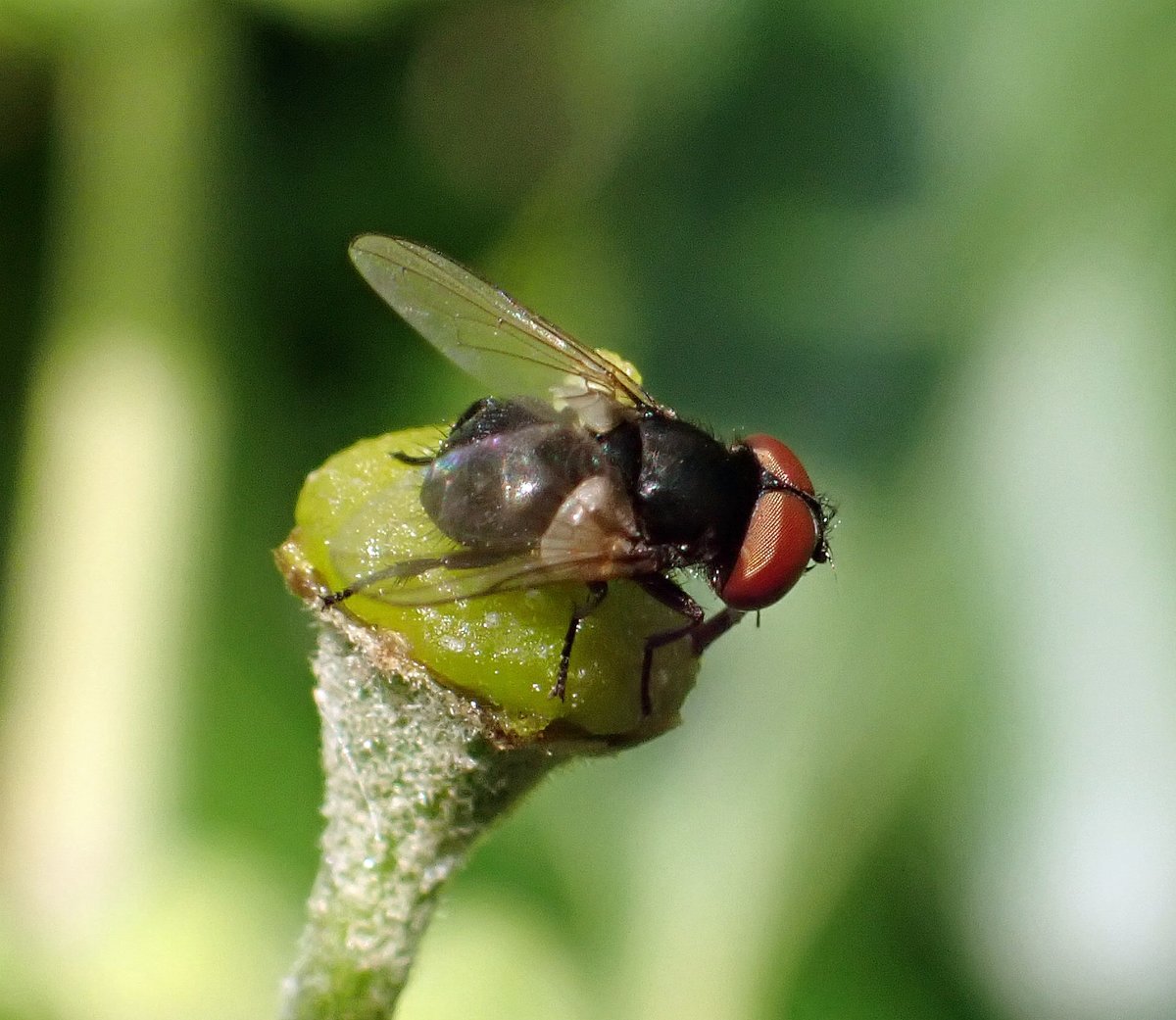 Steven Falk tweet media