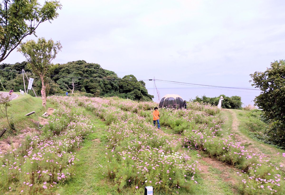 #佐渡見平コスモス畑 は、本日（23日）が、開園最終日です。10時〜15時までです。本日はテイクアウトコーヒーもあります。お天気に恵まれ、風もなく海も穏やかです。コスモスの満開の姿を、是非、カメラに収めてSNSにアップしてください！
#佐渡見平　#海とコスモス　#海が見えるコスモス畑　#コスモス