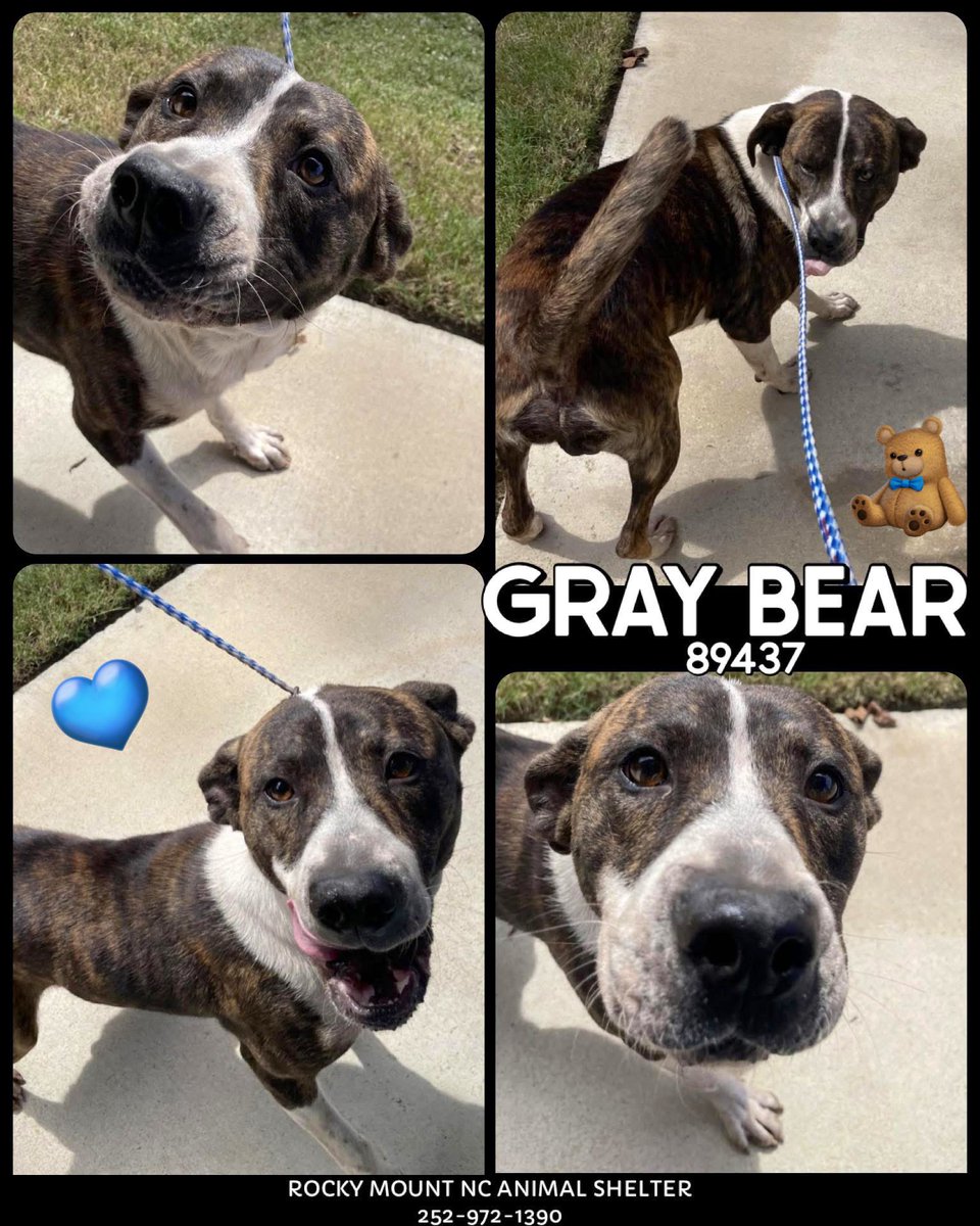 Dubs4Mutts's tweet photo. 🐶 GRAY BEAR 🧸 is looking for a forever family in #RockyMount #NC 45lbs Affectionate, Brave, Curious, Playful & Friendly! Found #stray 😢 Gray Bear is so sweet & loving! He’s a bit shy of the indoors so we hope he can find his forever family ASAP #AdoptMe 9/23 🏡♥️ Can you foster me? 📧 rmcriticalnetworking@gmail.com for ℹ️ https://t.co/s6Ib3Y8RB4