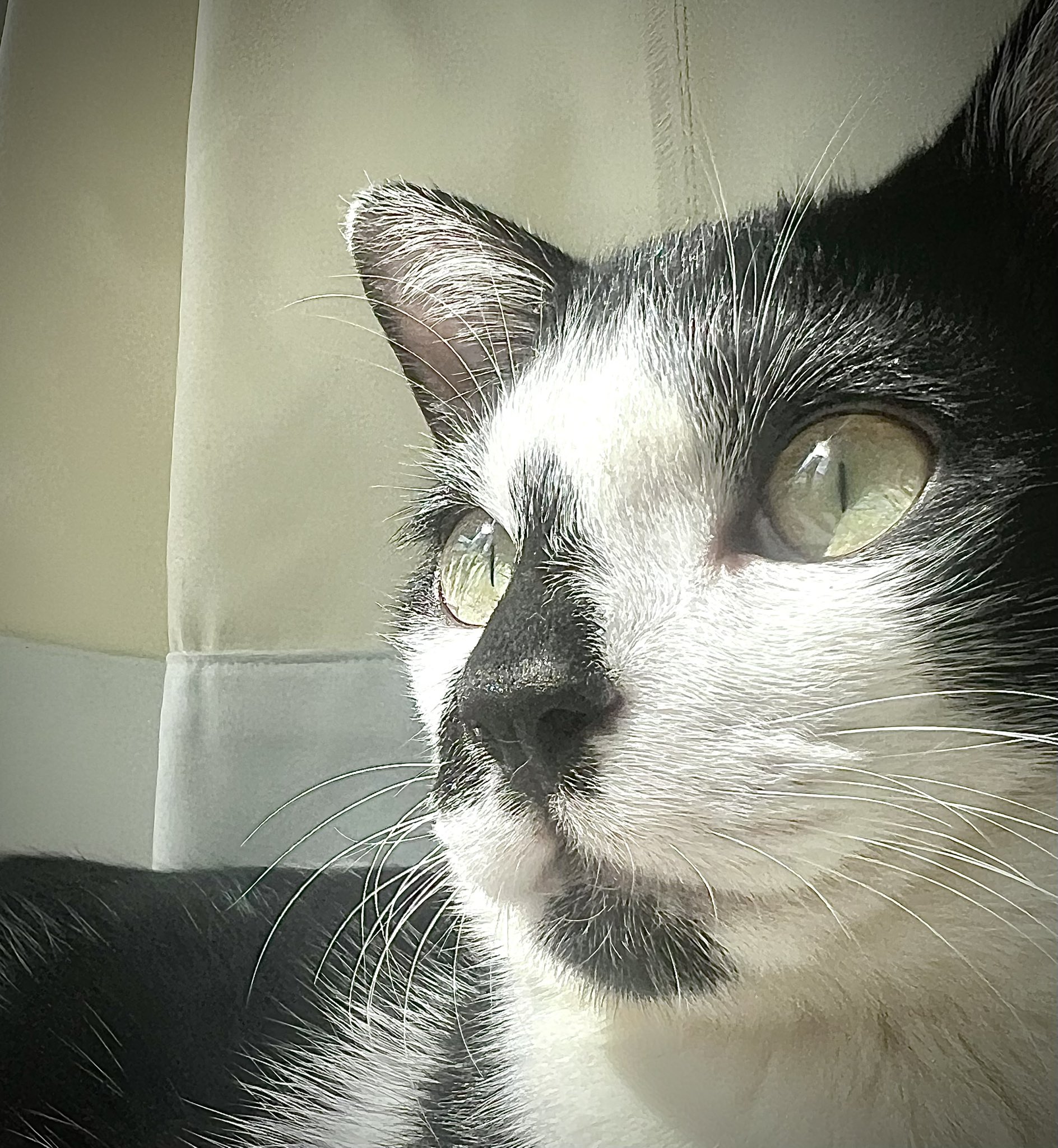 まりも① Triacetate Polyester Georgette Jumpsuits - navy - Mame