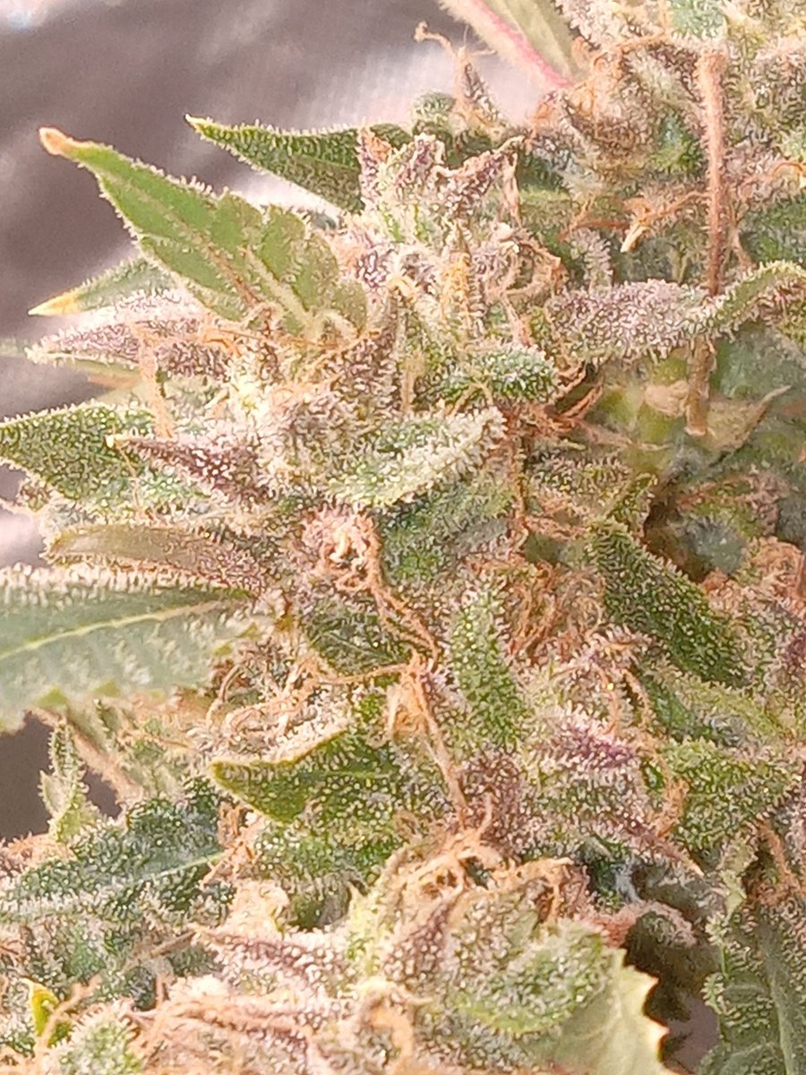 CdaGrind's tweet photo. Pink guava still got a few weeks but she looking good https://t.co/ucXU4sQVR0