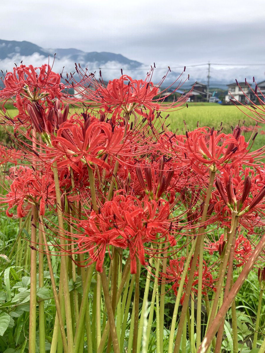 おはようございます。いつも脇山にお越し頂きありがとうございます☺️
脇山地区は彼岸花が咲き始めました✨

#早良区脇山