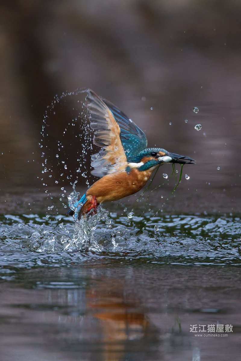 気温が下がって良い季節になってきました。#野鳥撮影 #野鳥観察 #カワセミ oumineko.com/archives/37305