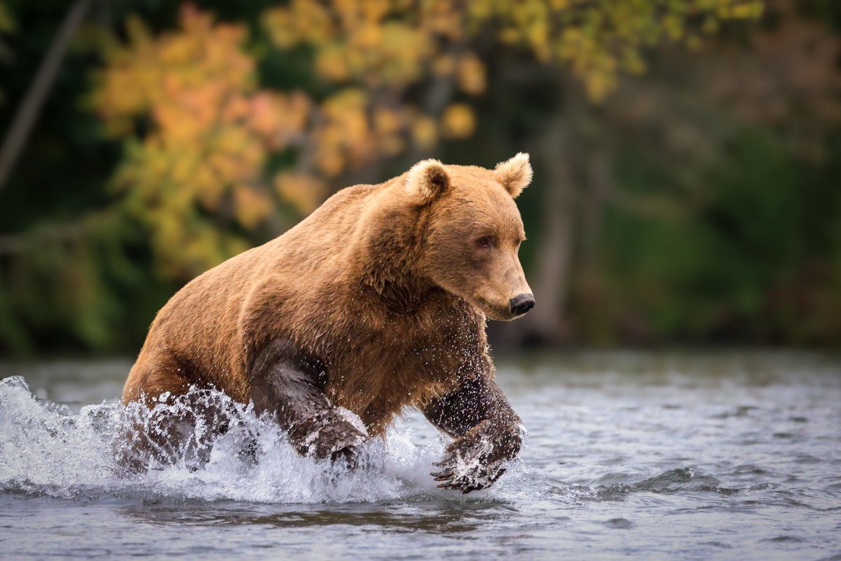 StephenBrkich's tweet photo. @CanonUSA Brown Bears in Alaska…. Canon R5 with 200-800 RF.  Brooks Falls Alaska https://t.co/G0TWtPYGQ2