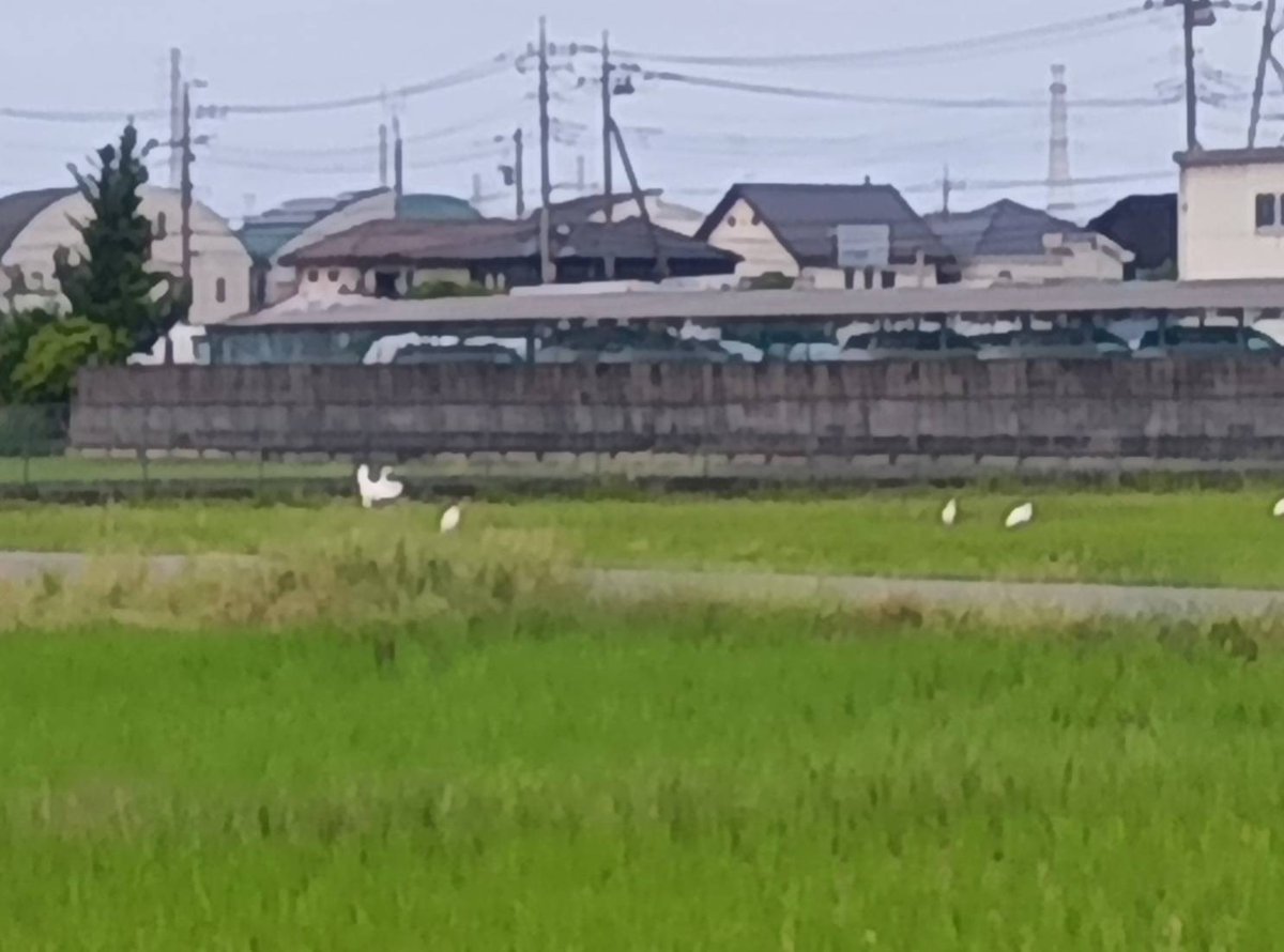 takaeia's tweet photo. 【 今朝の風景 】

今朝のラブ（子犬）との散歩中の
風景 https://t.co/I3pGo0cEte