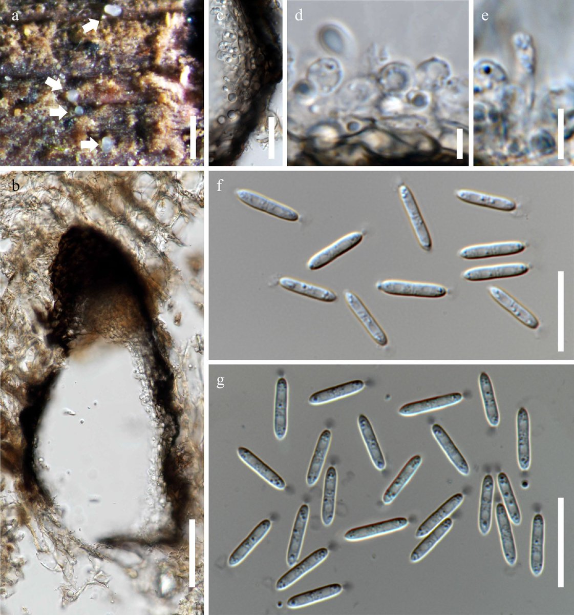 #SIF #Freshwater #fungi #Taxonomy 
Acrocalymmaceae (Pleosporales) from freshwater habitats in Thailand with the introduction of Acrocalymma bilobatum sp. nov.
Broaden knowledge of the taxonomy of lignicolous freshwater fungi.
<a href="/MaximumAcademic/">Maximum Academic</a>
Details: loom.ly/uyvWNaw