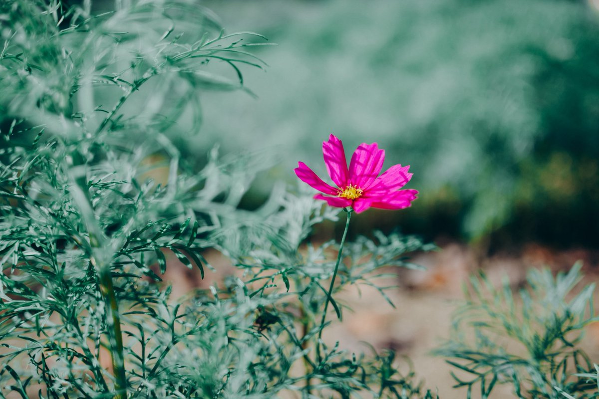 toogoolawah's tweet image. #nikonZ30