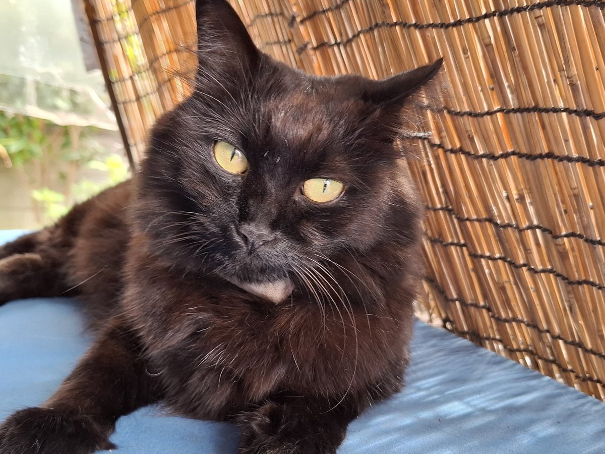 涼しくなってるんるん昼寝猫