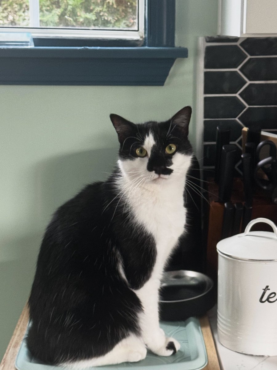 clvr_girl's tweet image. Tea please #spoiledcat
