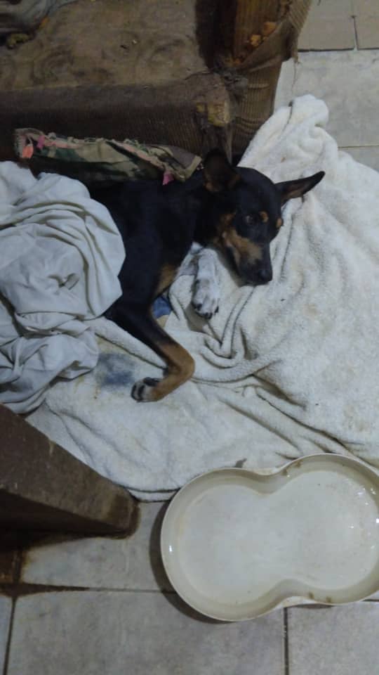 Karol G necesita centros de cama, perrarina, una camita o colchoneta. Si estás en la isla puedes llevarle directamente cualquier donativo #solidaridad #islademargarita