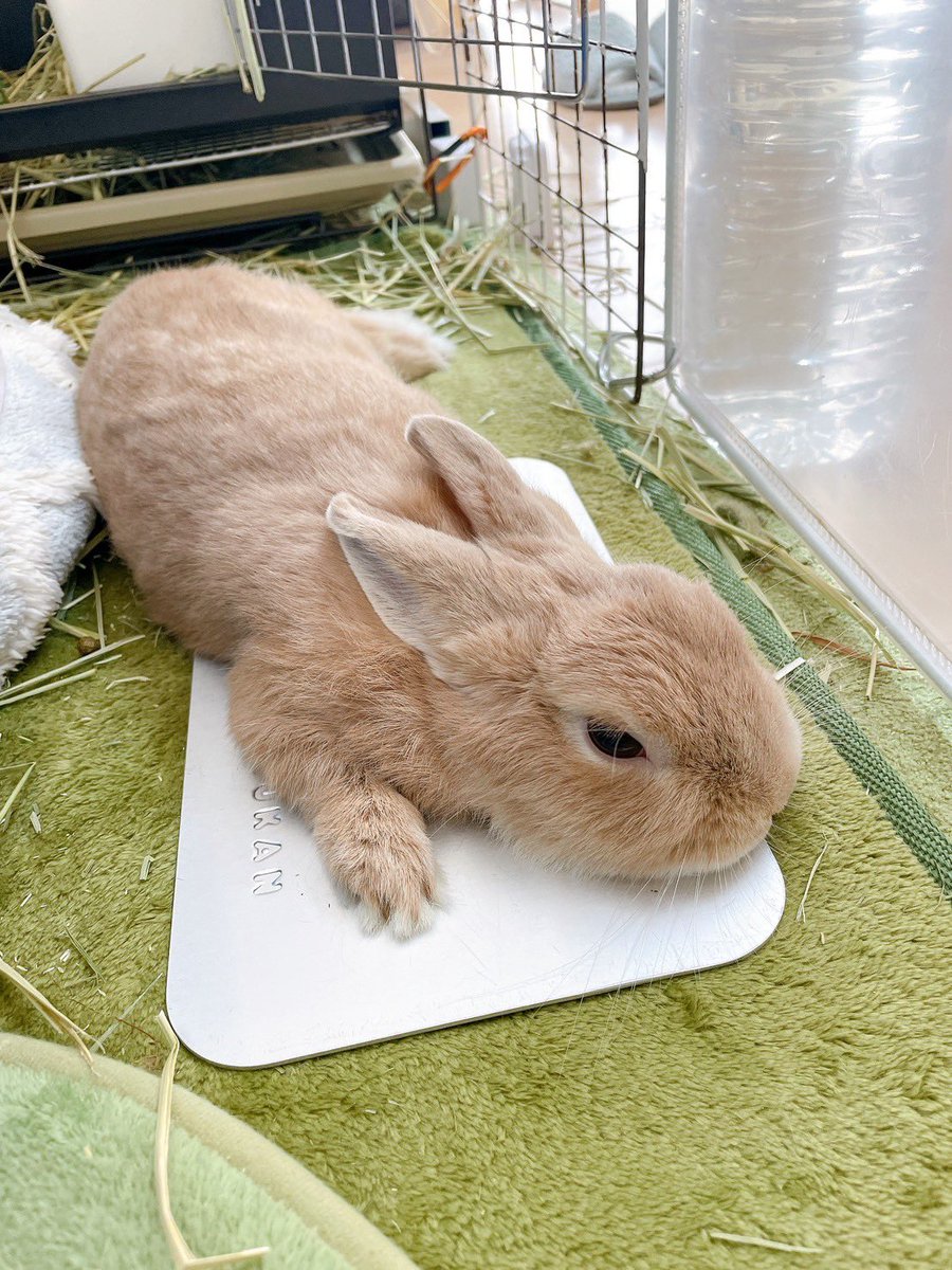 ak25211509's tweet photo. 銀板��自分で運んで寝る技を習得したうさぎ。手がかわいい。🐰
#ネザーランドドワーフ
#うさぎのいる暮らし https://t.co/ErFwNbObSP