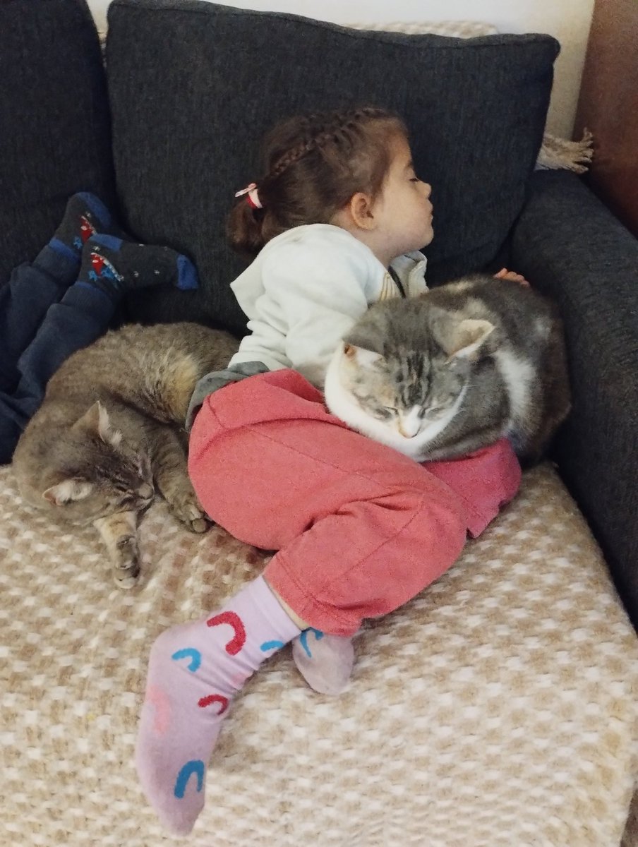 La reina de las gatas