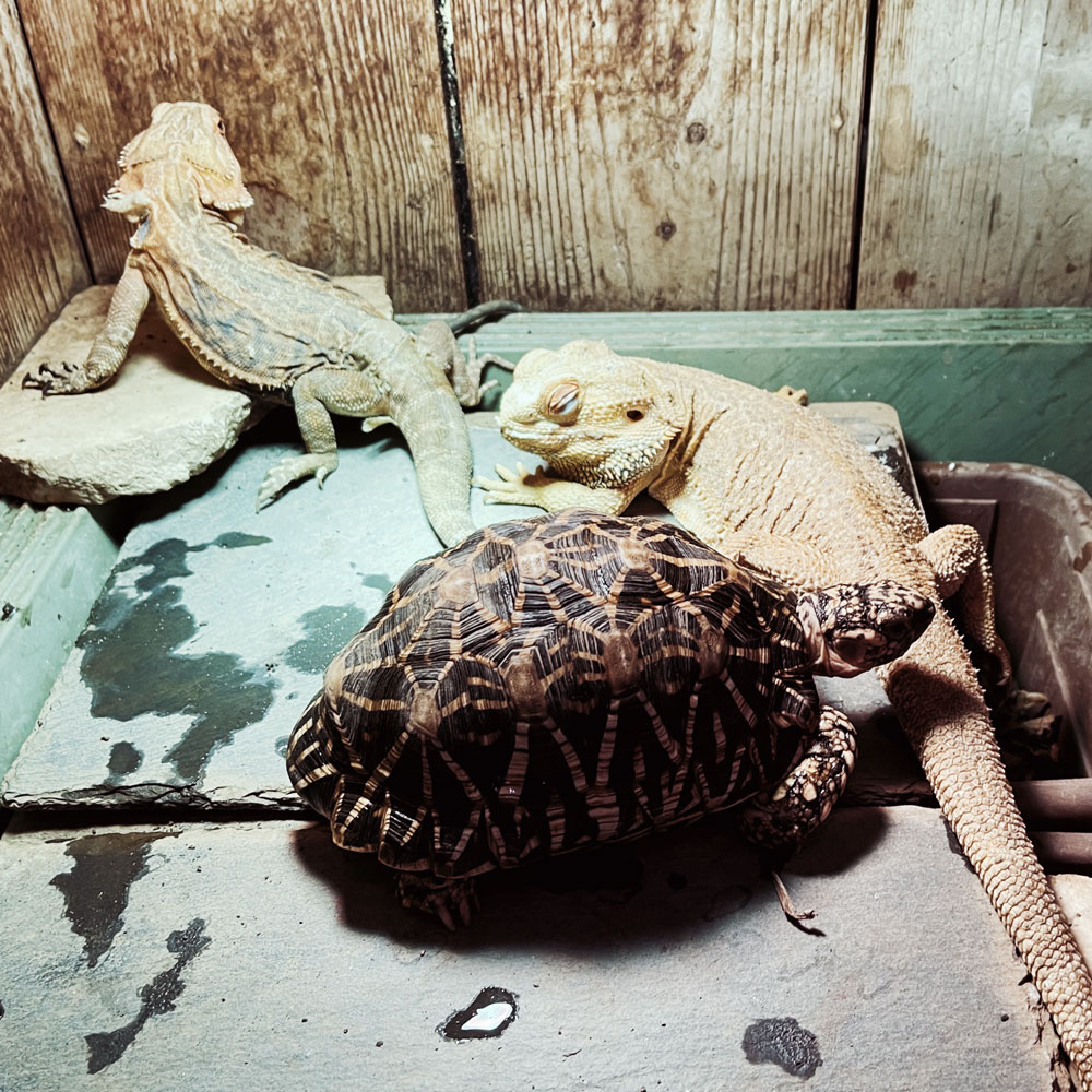 reptilescafe's tweet photo. 秋晴れの横浜
火曜ですが、秋分の日で祝日のため、お店は営業（11時〜18時、L.O.17時頃）しております

写真は
ヒーターに集まる #フトアゴヒゲトカゲ さんと #インドホシガメ さんです

#爬虫類カフェ #reptilescafe #横浜カフェ 
#ホシガメ #IndianStarTortoise
#BeardedDragon https://t.co/3RN0eJTZ9r