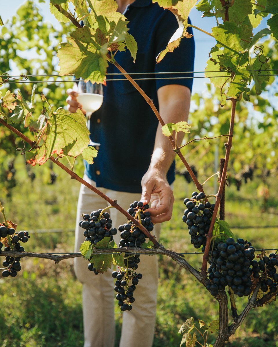 As the fall equinox turns our days crisper and moodier, it's tempting to bundle up in your coziest sweater and open your favorite Fennville wine. 

Don't have one? Discover experts' recommendations and book a weekend of winery tours this season: bit.ly/4n9GVK6.