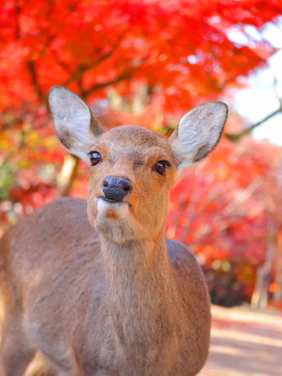 秋分の日の奈良公園が美しかった