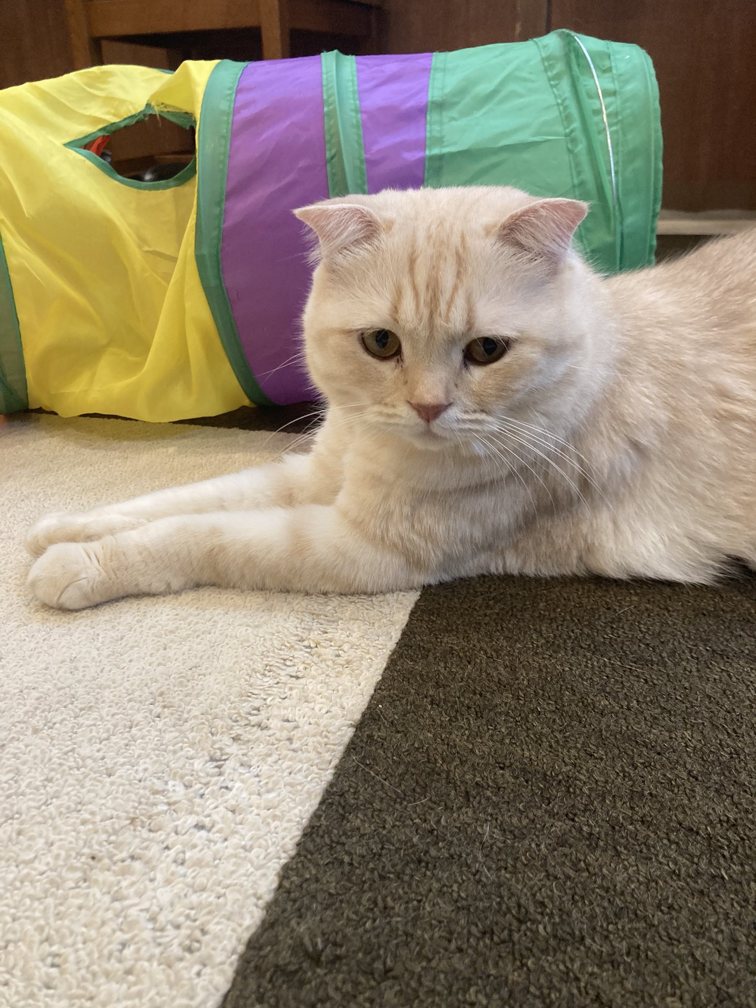 関西の猫好きさん専用 もるきち on X: 