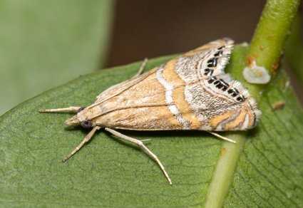 Zootaxa's tweet photo. #Newrecords of little known pyraloid moths (#Lepidoptera: #Pyraloidea) from different regions of #Ukraine
#taxonomy
https://t.co/emyR3MwcAS https://t.co/56tu4IxpuM