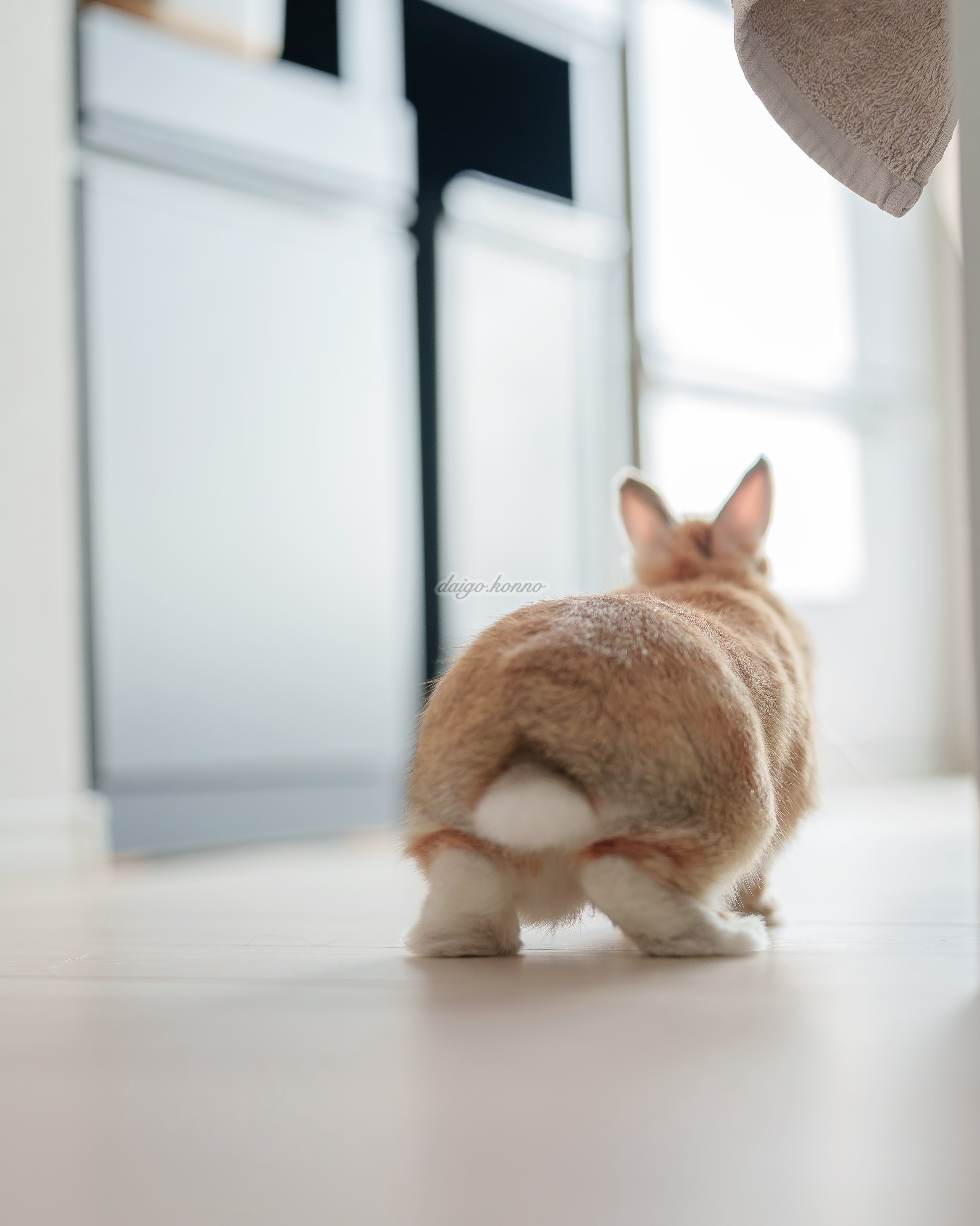 うさぎXうさぎ 🐰うさぎの幸と福と心と華🐰 on X: 