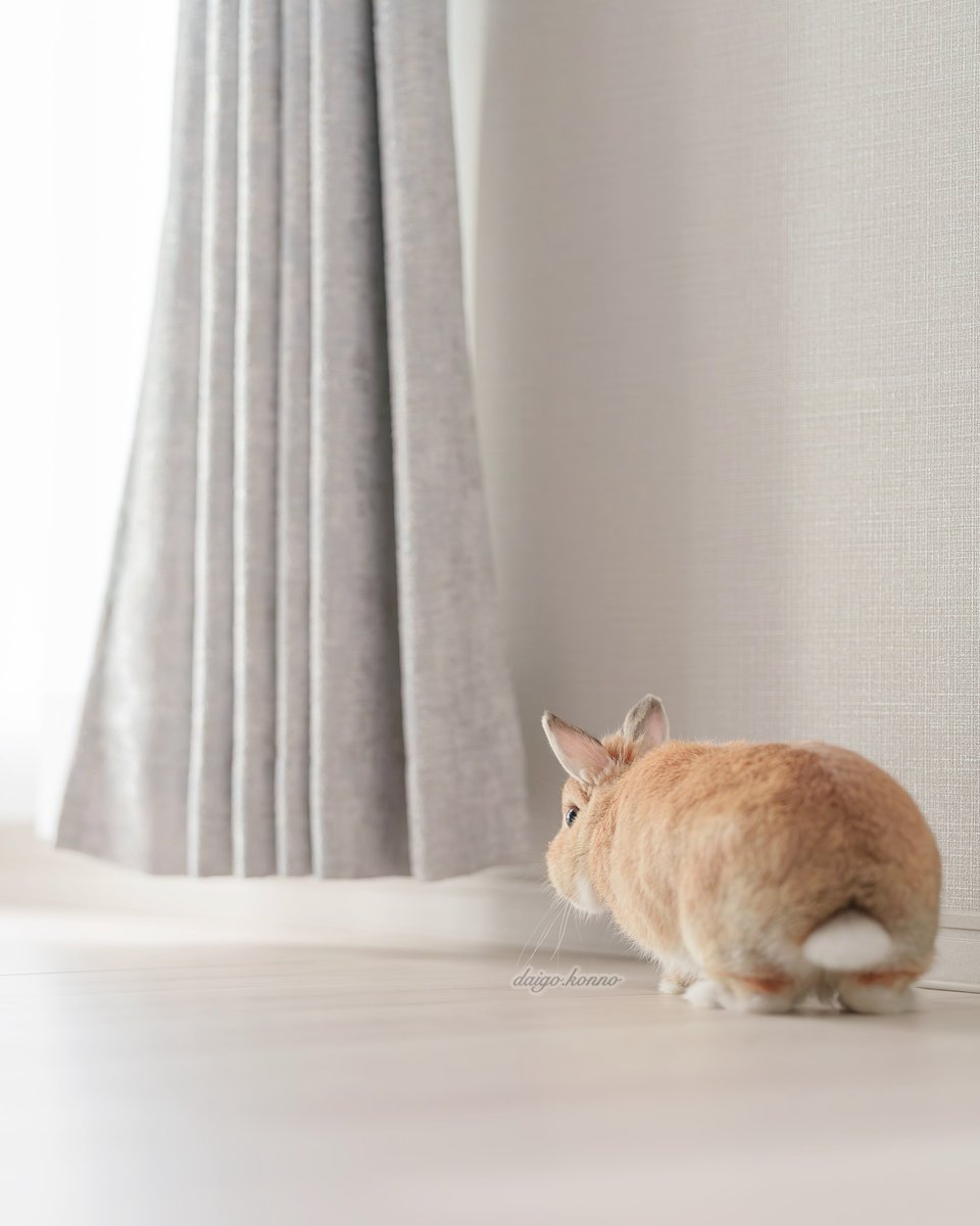 うさぎXうさぎ ナスカ@通販 on X: 