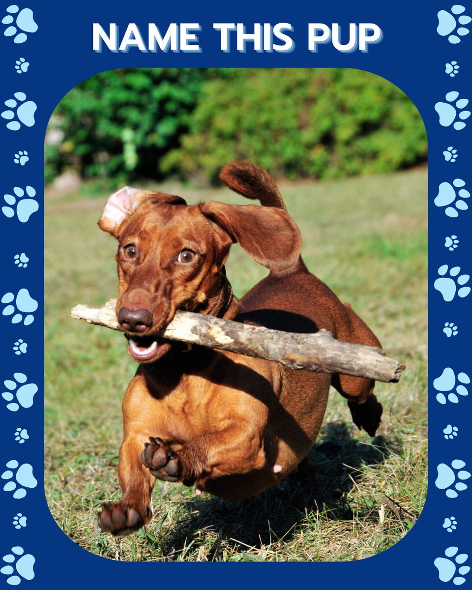 CATCHdogtrainer's tweet image. What's the perfect name for this pup?
- Oscar
- Slinky
- Hans
- Nugget
Comment below!
......
#CATCHCanineTrainersAcademy #DogTraining #DogTrainer #AnimalEducation #DogBreeds