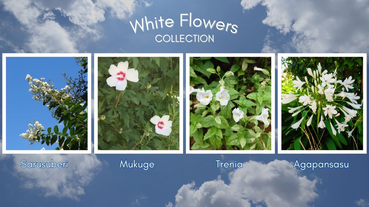 HiroWorksWeb's tweet image. これまでのウォーキング途中で出会った、白いお花たちをまとめました😊
秋の空を背景にすると、どの花も少し凜として見える気がします。心地よい秋風に季節の移ろいを感じます🩷
また違う色のお花も、少しずつまとめていこうと思います☺️
#花とデザイン
#秋の空
#花とデザイン
#Canva