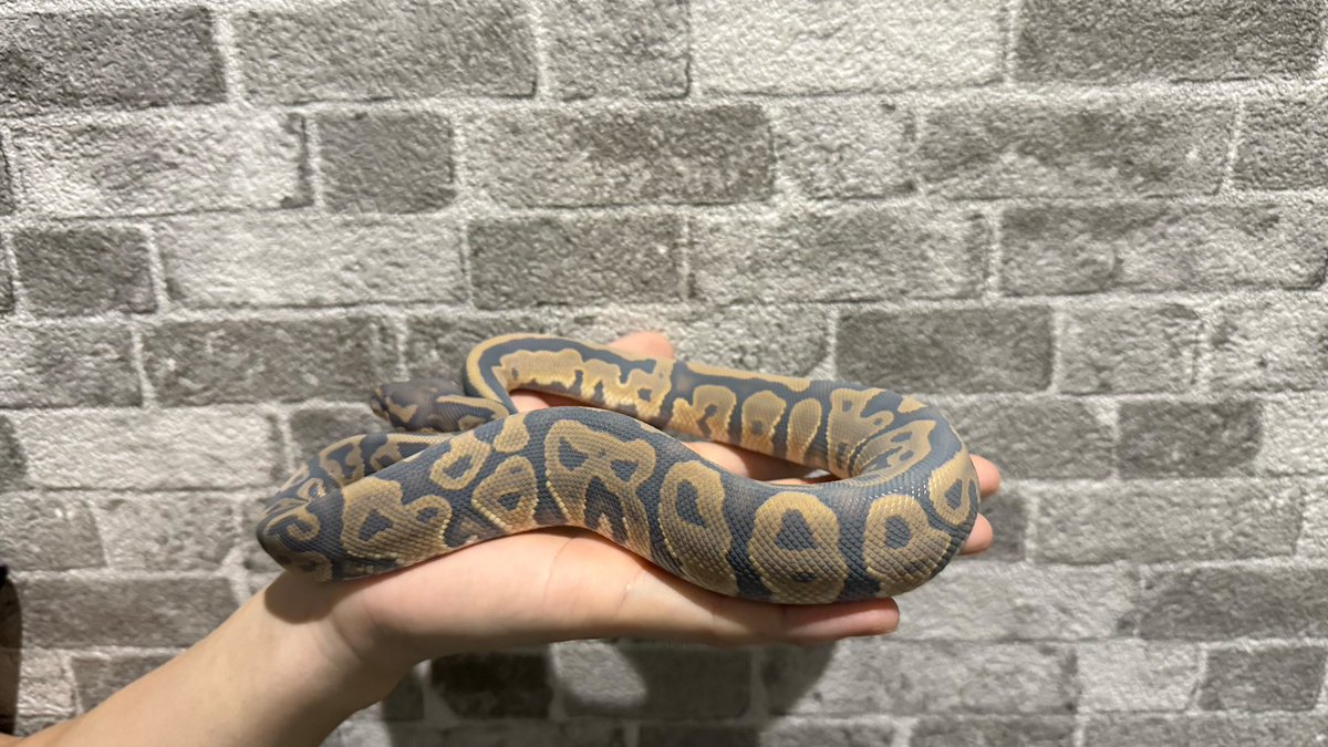 ghostがghostしてる👻
#ボールパイソン