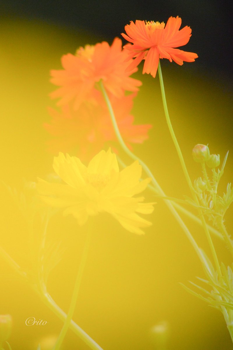 コスモス電車

#キリトリセカイ #カメラ散歩 #キバナコスモス #昭和記念公園