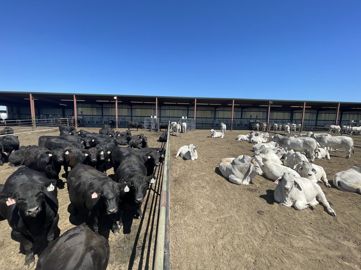 CSUAgNext's tweet image. In a recent study, doctoral candidate Ashley Schilling-Hazlett examined the heat resilience of Angus vs. Brahman steers during the summer season. Learn about the research scope, key findings, and practical applications in this blog: loom.ly/ujHaZ_8