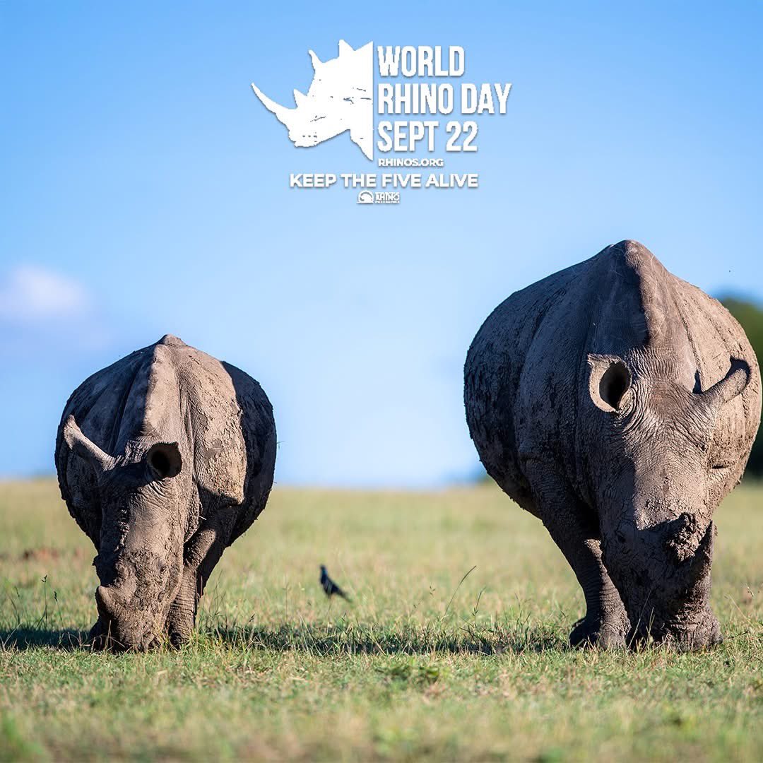 Happy #WorldRhinoDay! 🌎 🦏 🎉

<a href="/RhinosIRF/">IntlRhinoFoundation 🦏</a>
#SaveTheRhinos
#KeepTheFiveAlive 🦏🦏🦏🦏🦏
