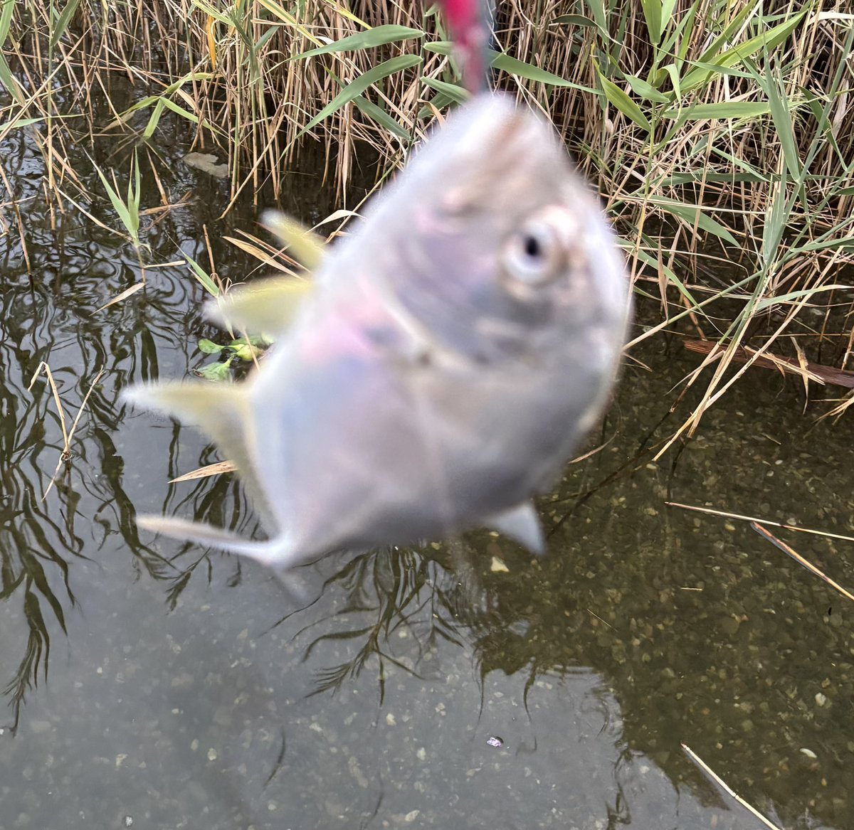 altered_scale7's tweet photo. コアマン投げてもシーバス釣れない。
メッキ釣れてもピント合わへん。 https://t.co/sJje4MAlh5