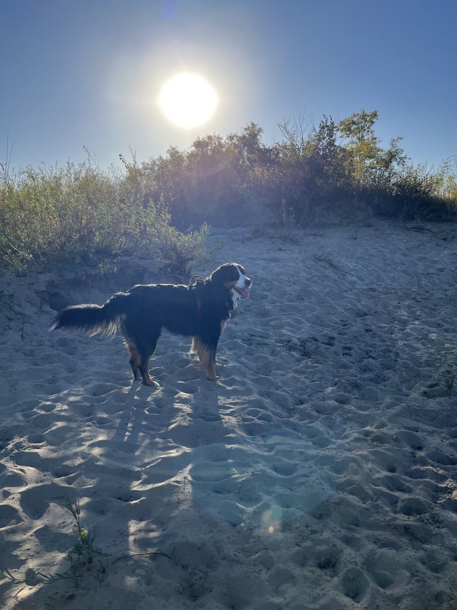 LittleDenene's tweet image. Another gorgeous day!!! 
#dogsofx #Saskatchewan #gratitude