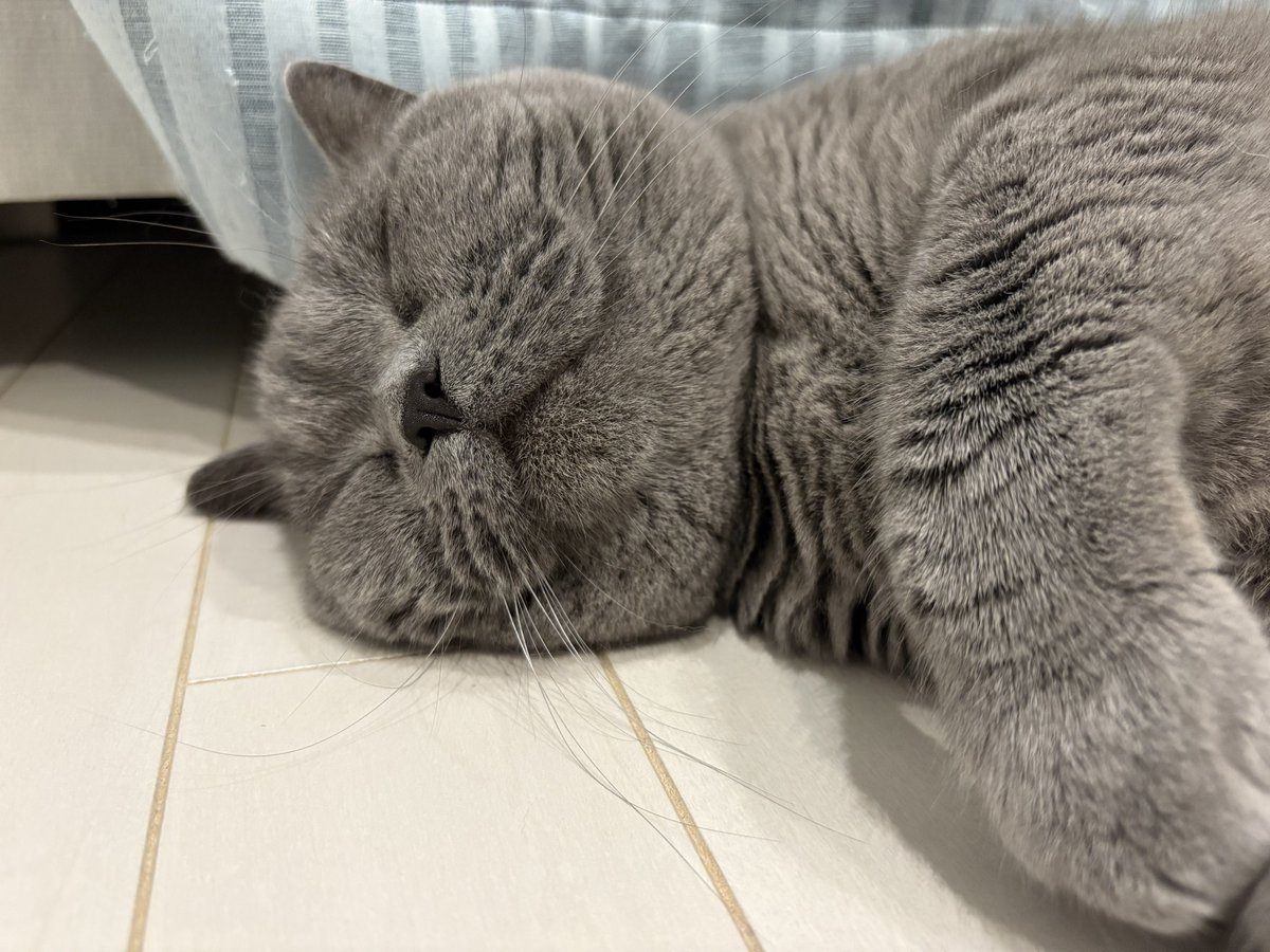 早朝、おはぎさんのいびきが…