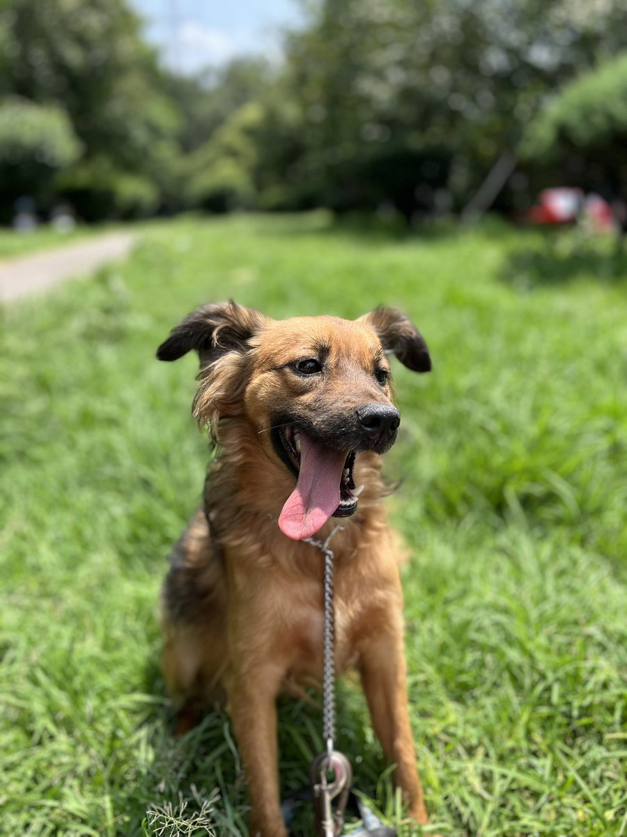 HELA_MORE's tweet photo. Lucas lleva casi un año esperando ser adoptado.😐

Es talla chica,tiene 5 años,es juguetón y muy cariñoso.
Ojalá pronto alguien se anime a darle una oportunidad.
Estamos en CDMX. https://t.co/LIcePNBPQh