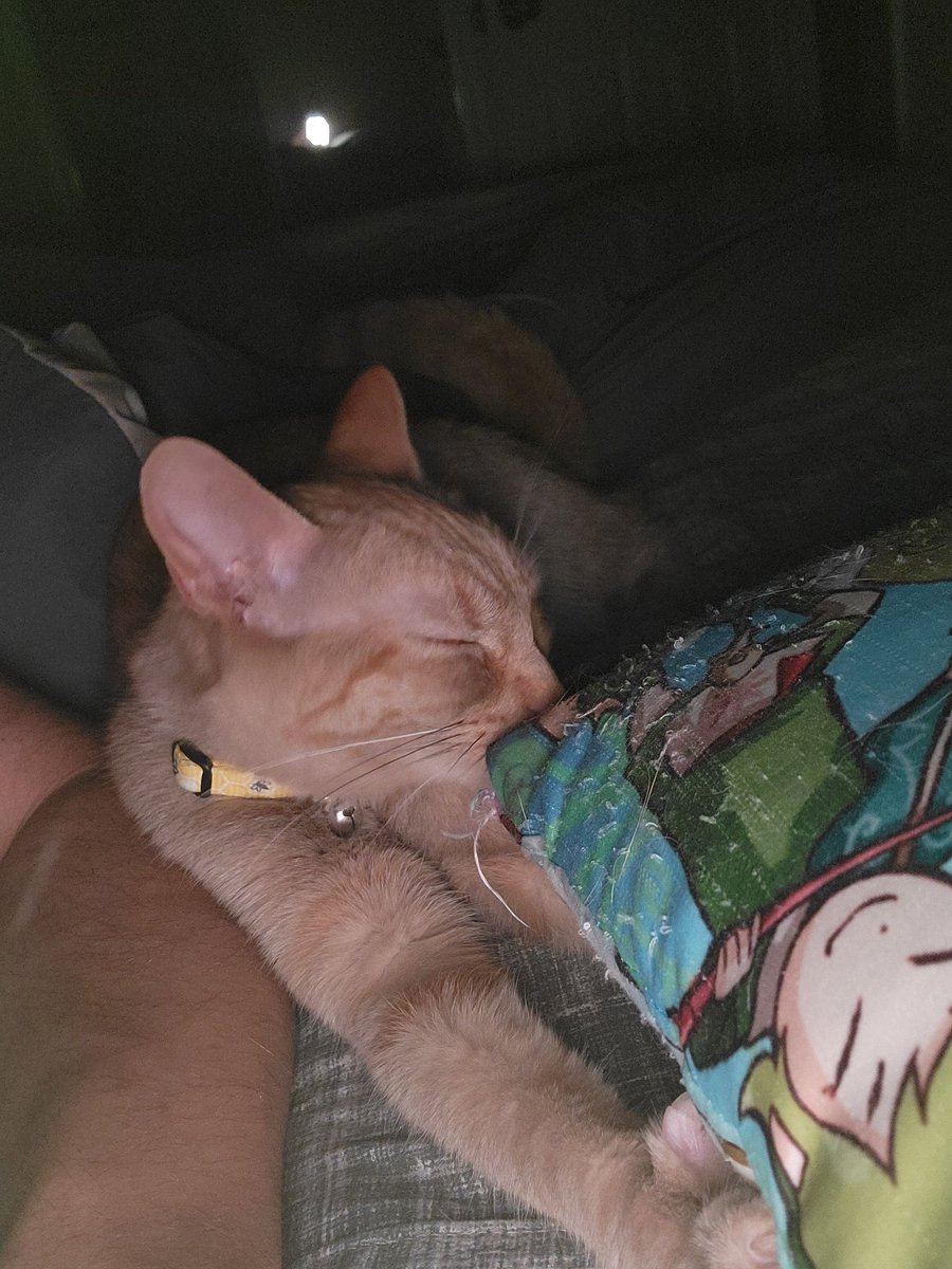NicholasLarse18's tweet photo. @Cyb4rAnG3L My orange babies plus my brother two cats. https://t.co/eExJKqsKBj