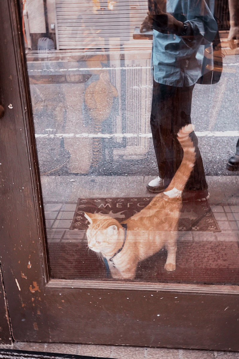 Takuma_pepper's tweet photo. 猫がいるカフェ☕*° https://t.co/gNjmZKc1LG