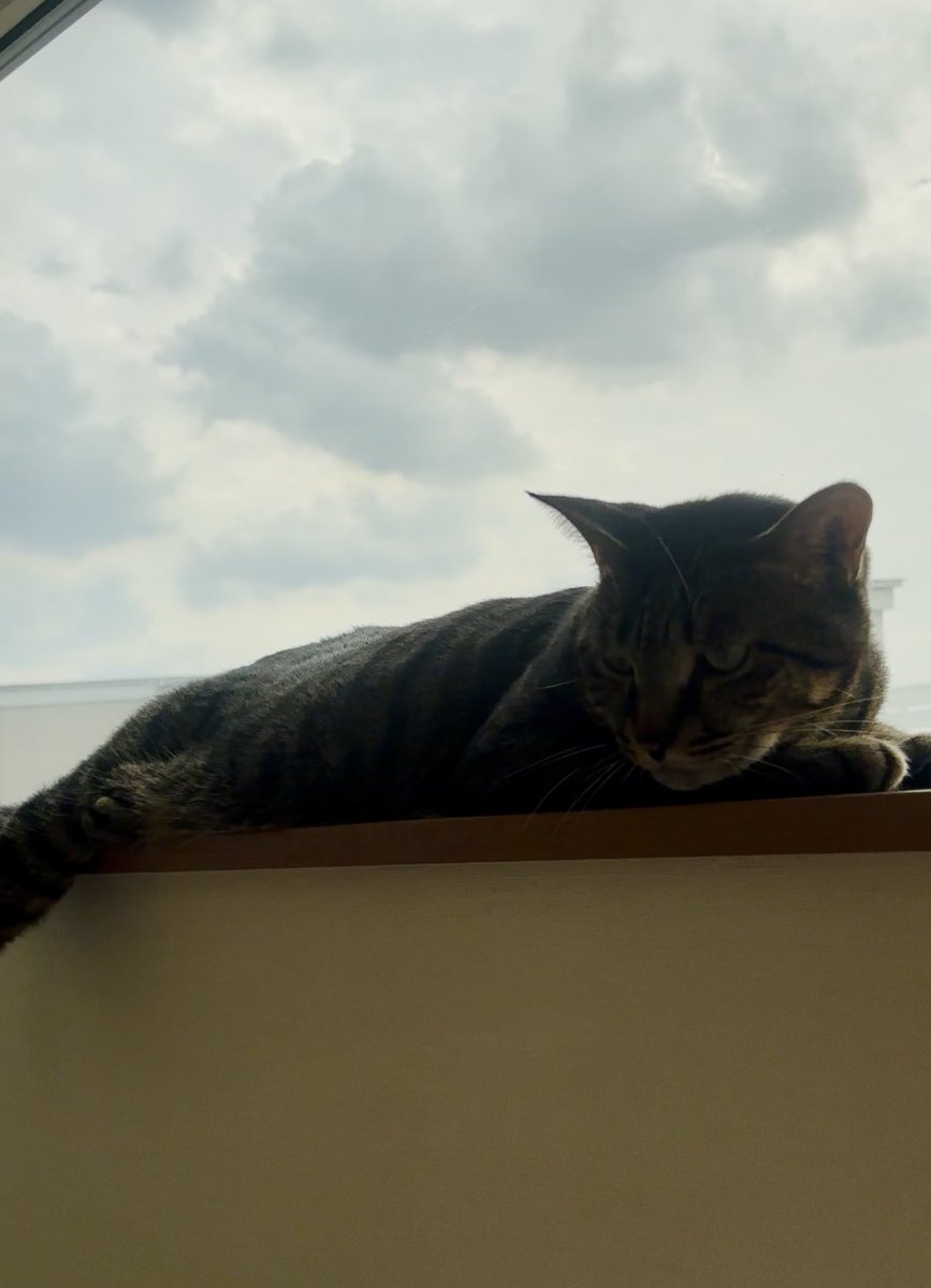 6junjunjun5's tweet photo. 本日のモフ達🤩

#柴犬
#キジトラ
#黒猫 https://t.co/M047FFJUhL