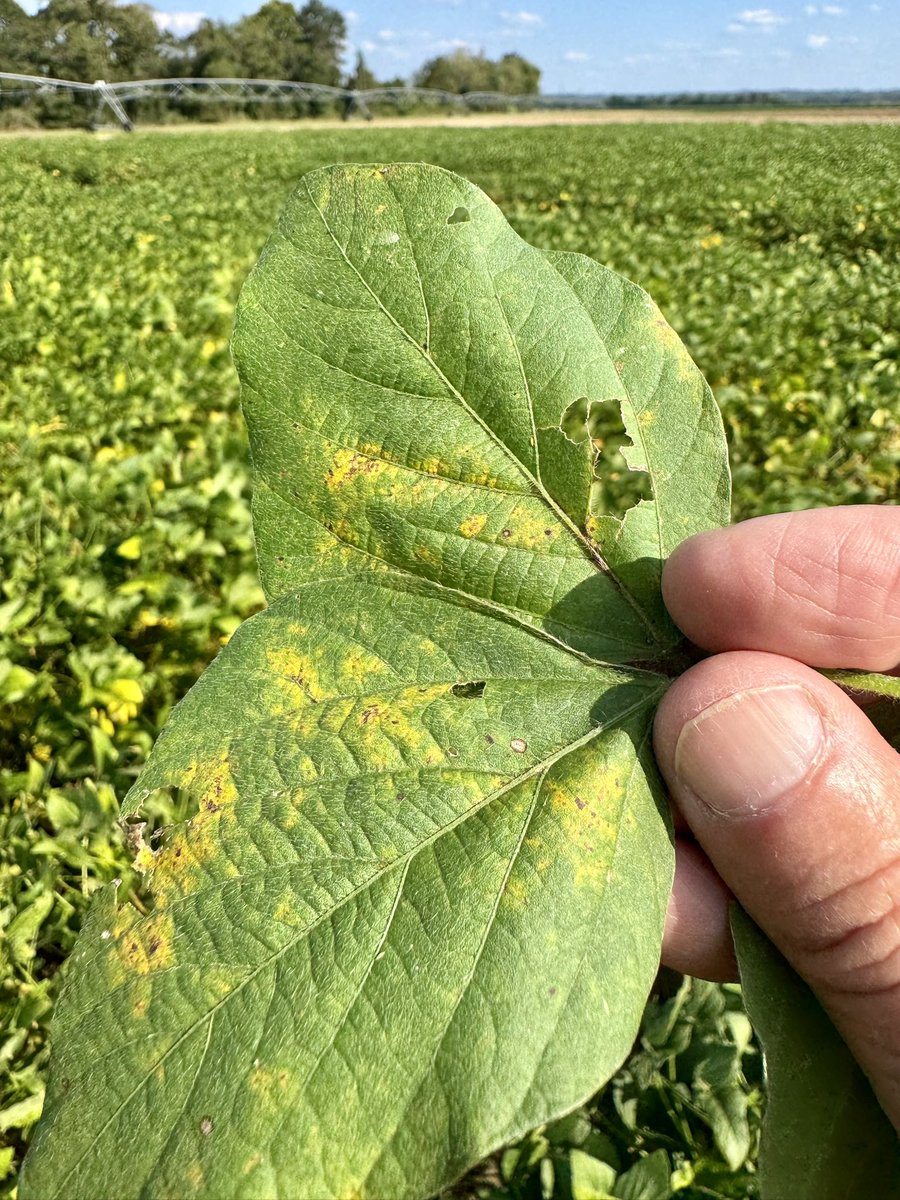 alabamaED's tweet photo. Soybean rust detected in a soybean sentinel plot in Elmore Co. Alabama today. I was surprised to find it with the dry conditions in the state in recent weeks. I doubt the disease will be a problem for most growers because of its late arrival this year #Soybean #Rust @CropNetwork https://t.co/Yhd24etNJc