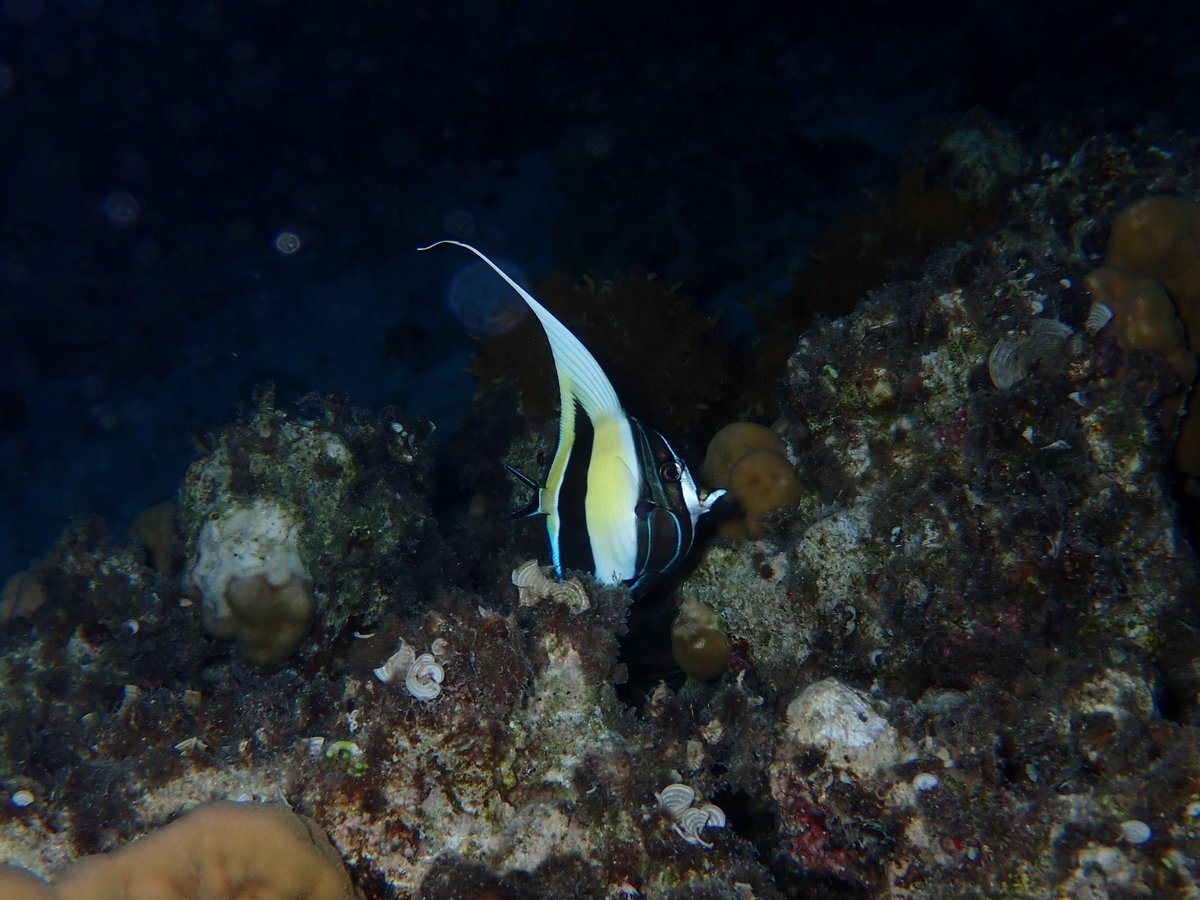 サークルの合宿で慶良間諸島まで行ってました
沖縄の海楽しすぎて今ダイビングのモチベがめちゃ高いです