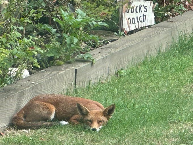 ChrisGPackham's tweet image. Fox contentment , oh yes . Thank you @fondue77 for today&apos;s #FoxOfTheDay