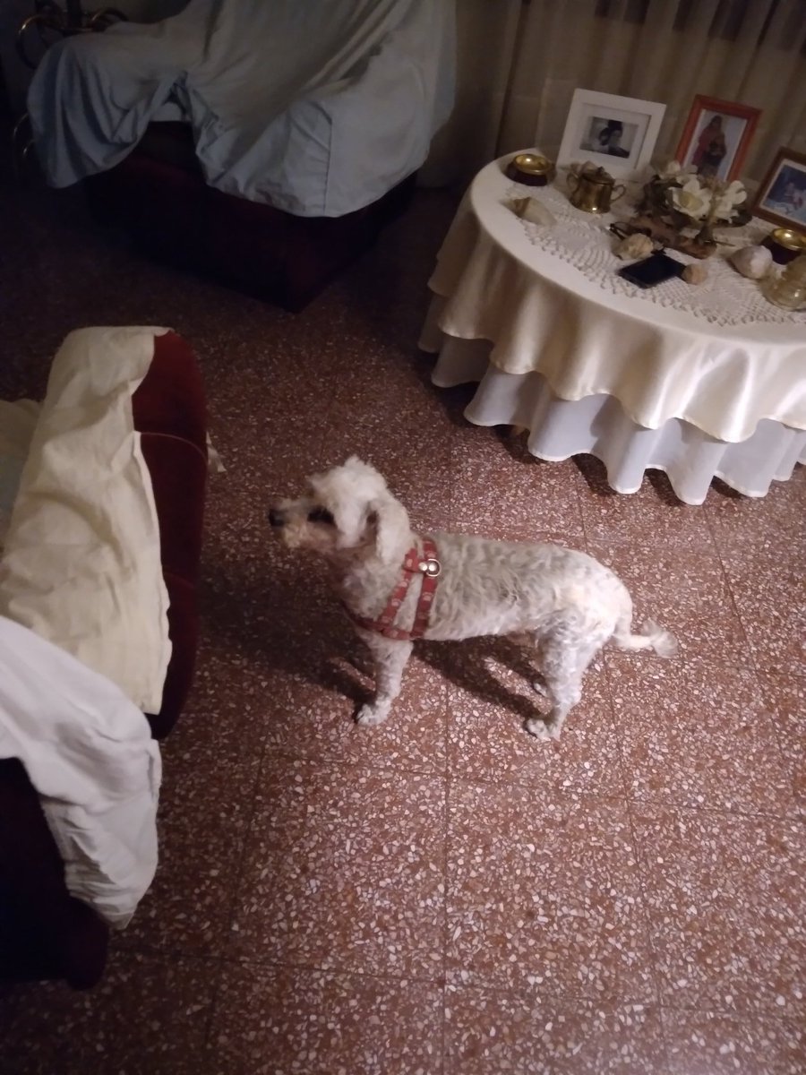 JTenilli's tweet image. 