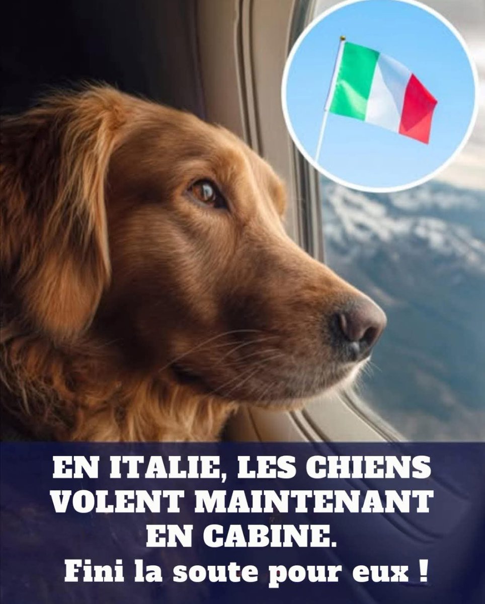 🇮🇹🐶✈️ L’Italie rend le voyage en avion plus humain pour les chiens

À partir du 12 mai 2025, l’autorité aéronautique italienne (ENAC) permet aux chiens de taille moyenne et grande de voyager en cabine.
Fini la soute et ses contraintes :