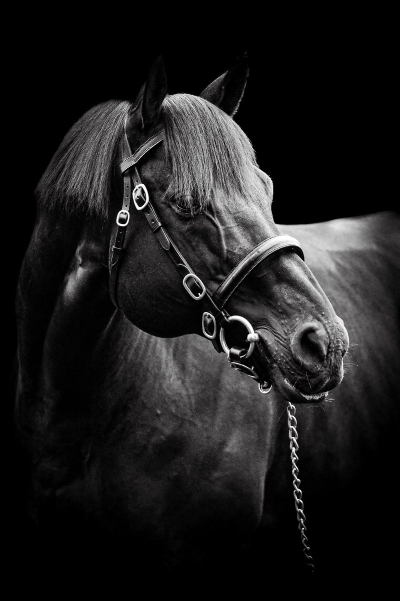 Wootton Bassett

Really and truly devastated to learn the passing of the great sire this morning. 

A gorgeous animal to photograph, he held himself with such strength and composure. 

His results as a sire were phenomenal.

Thinking of those at Coolmore💔