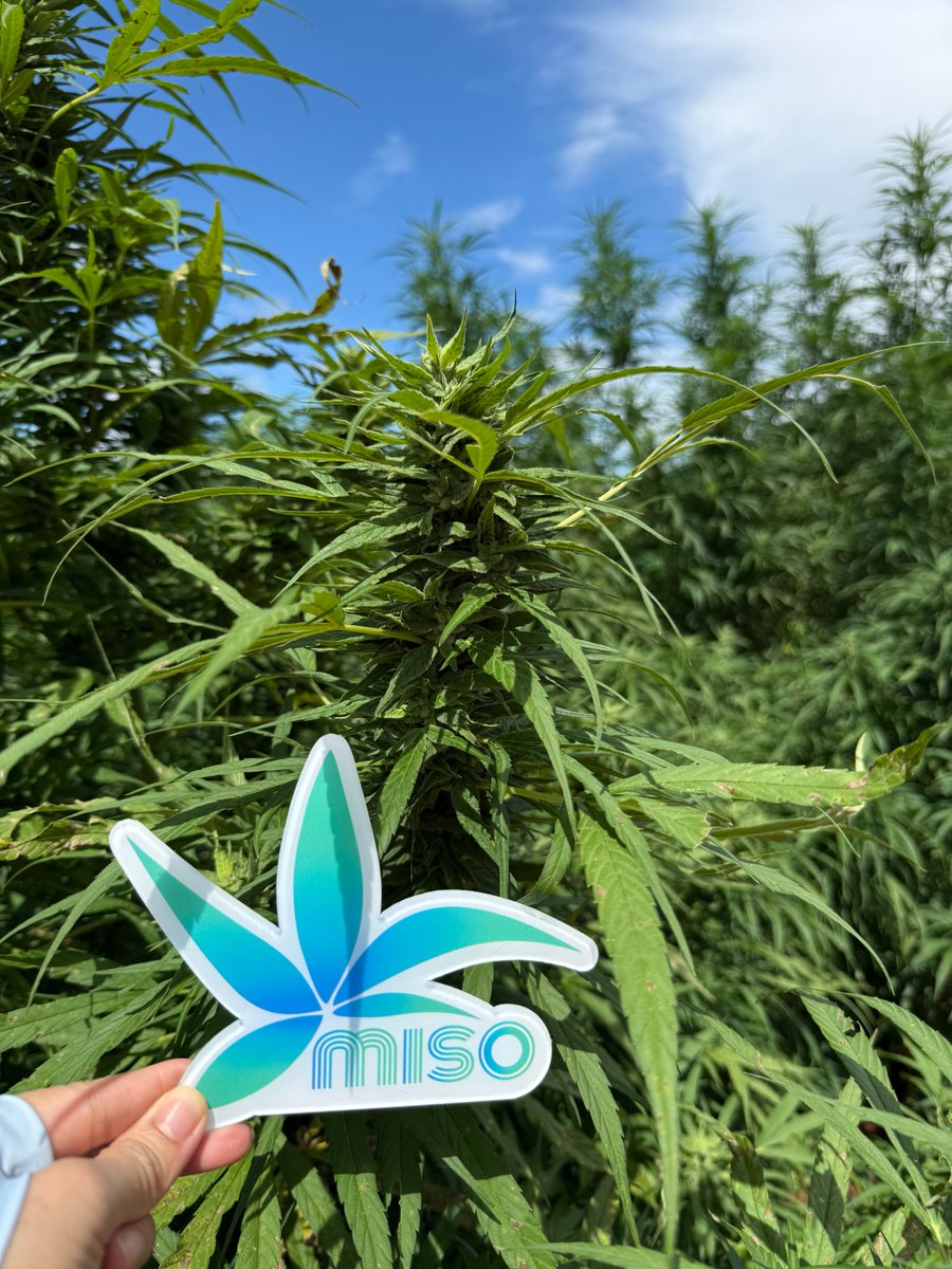 HnMiso's tweet photo. This photo was taken yesterday at our #industrialhemp farm. We still have one month left before harvest.

👉 https://t.co/UrWISeFLkE

#cbd #plantextract #hempplanting #herbalextract #wellness #MiSobio #cbdfactory #cbdsupplier #cbdisolatewholesale https://t.co/OFEjG200xD