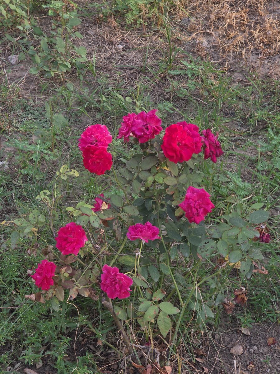 Dhruv_X47's tweet image. Tu kahe to ye gulaab lal🌹 kar du,
Tu kahe to yun hi rehne du.....
Kyuki ab Gemini mujhse boli la tera sab kaam main hi kyu na kar du🥲😭.....
~#BasYunHi
#RoughDiary