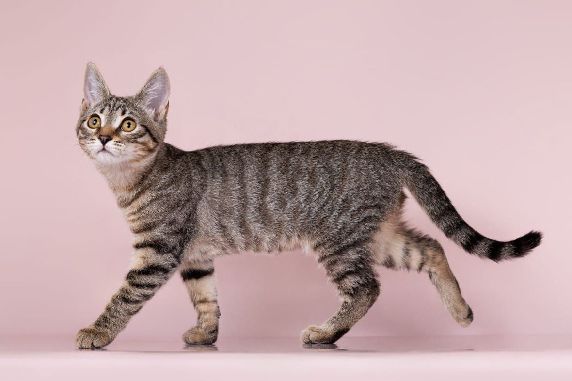 #Москва и МО
💗 Маленькая девочка Айва ищет свою самую лучшую семью. 🏡🐈
Айва - ласковая и игривая кошечка в возрасте 3.5 мес. Она обожает мурлыкать на коленях, подставлять животик для почесываний и с удовольствием гоняется за игрушечной мышкой.