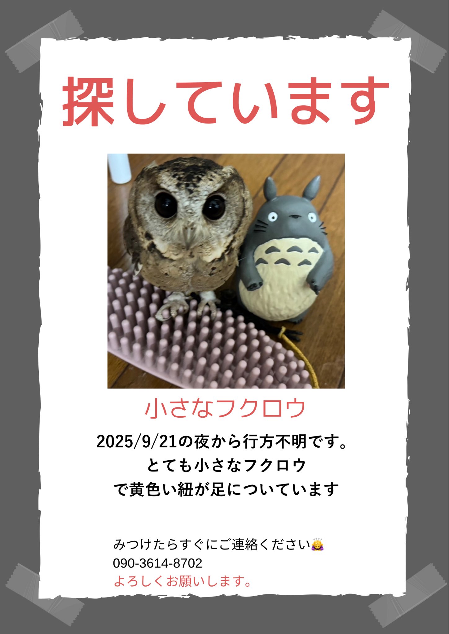 フクロウ - Search / X