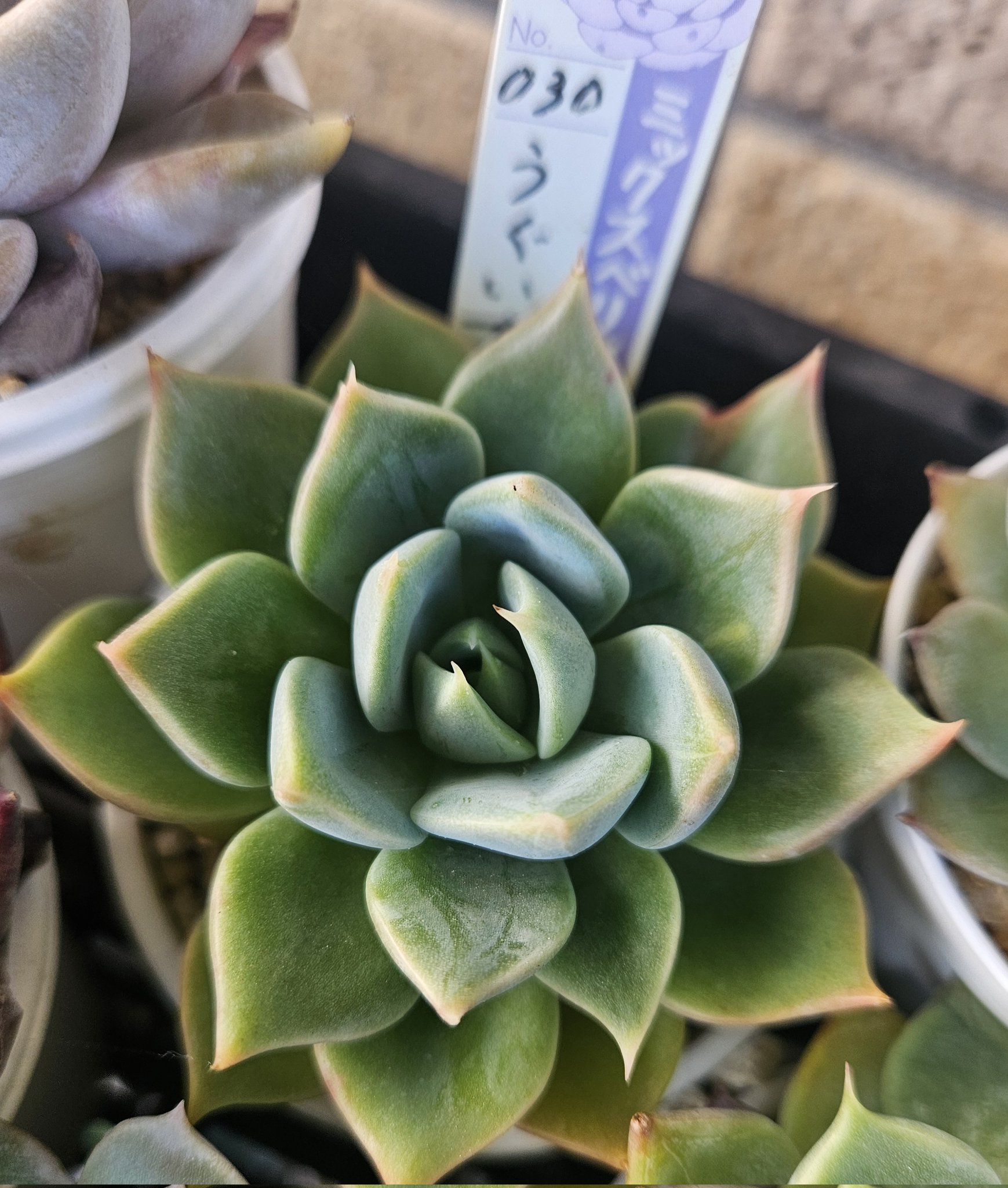 ぷりんの植肉植物 ぷりんの植肉植物 ❇︎ #多肉植物 もぅ紅葉時期過ぎちゃったけど