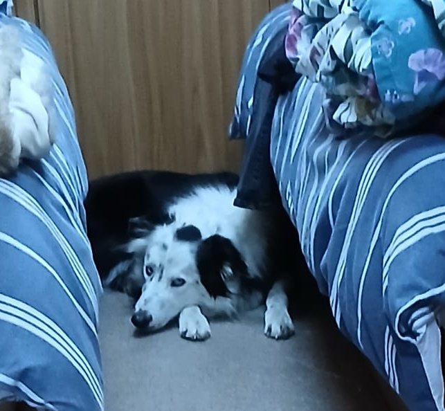 Morning guys, the holiday hound is waiting for his fave (dad) to return from the shower. A right face on 😆 

I hope its a good day. 🙌🤍🖤